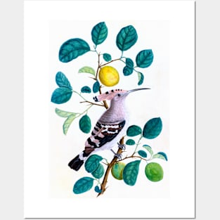 Hoopoe Bird On Lemon Tree 1800 India Posters and Art